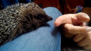 Ёжик кусается
