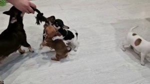 щенки играют