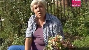 Уход за ампельной клубникой осенью в северных районах