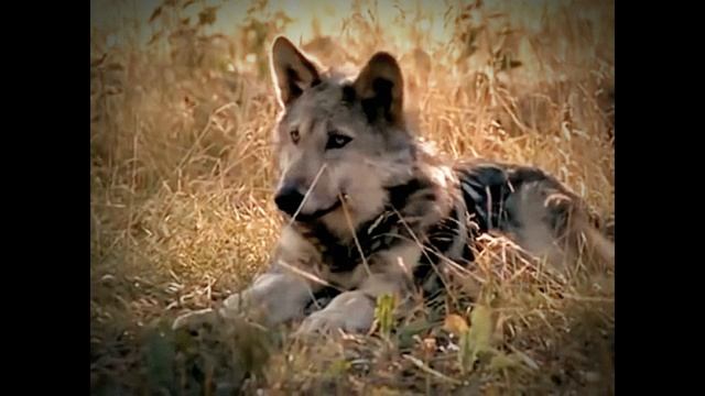 #ТанцыВдвоём.mp4