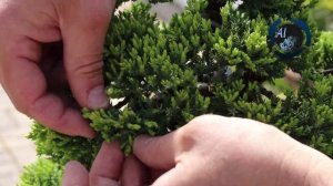 Juniperus Procumbens Nana  (Sonare) - Limpeza de ramas