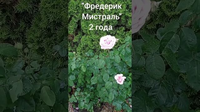 Ароматные розы. "Фредерик Мистраль". Лето 2022.