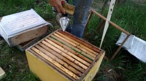Вывод пчелиных маток.Простой способ для маленьких пасек,и начинающих пчеловодов.Часть 2