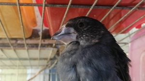 Арчовый дубонос Дуська)