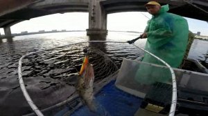 Как поймать судака летом в жару? Делюсь своими секретами и опытом! Рыбалка на судака с лодки