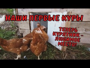 ЭТОТ ДЕНЬ НАСТАЛ | КУПИЛ СТАРЫЙ ДОМ | Наши первые КУРЫ  #этотденьнастал #купилстарыйдом #куры