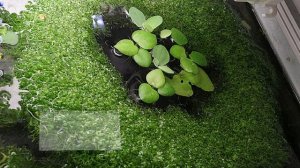 Играем на гитаре под минус в Guitar rig 5 и в Fl Studio 11