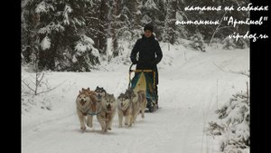 vip-dog.ru Катания на собачьих упряжках. Катания на собаках.Катания на хаски.