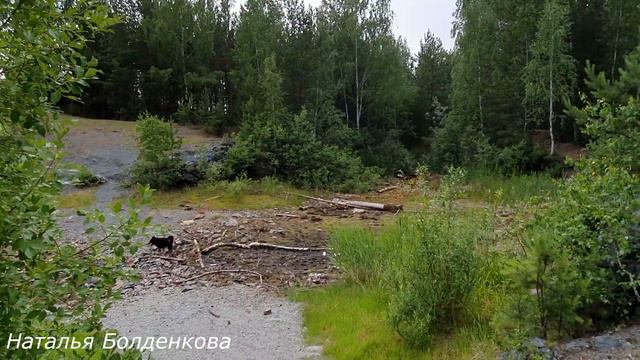 Караван//Обзор покупок//Косметика EMVY//Крыша на голубятне//Новый лес смотреть онлайн