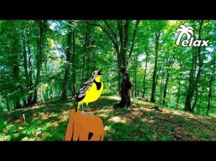 Relaxing Forest Sounds - Birds Singing and Wind Sounds in Leaves