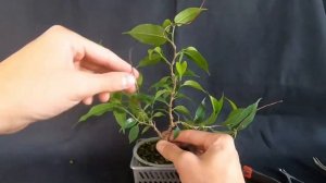 Фикус бонсай