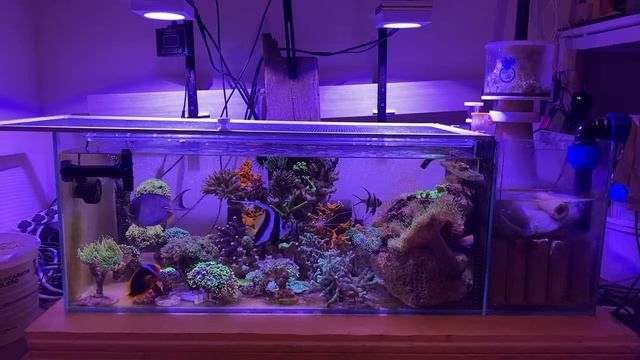 Морской аквариум | Отвечаю на ваши вопросы смотреть онлайн