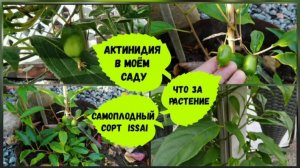 Актинидия в моём саду. Аргута и коломикта.Самоплодный сорт Issai.