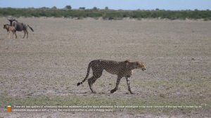 "Untamed Treasures: Exploring the Diverse Wildlife of Madagascar and the African Savannah"