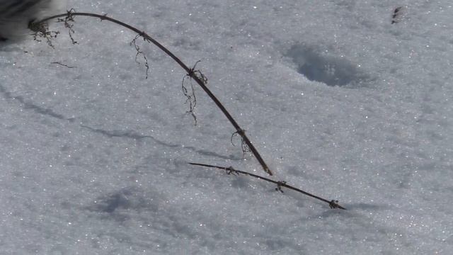 Птицы зимой(наблюдение)Birds in winter (observation)