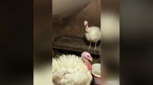 Индюки породы хайбрид конвертер из собственного яйца!