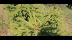 Две макушки у ели - обрезка летом