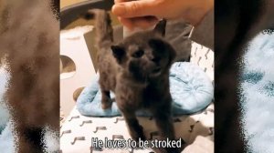 Rescued Stray Cat Seemed Stern, But He Just Wanted Love