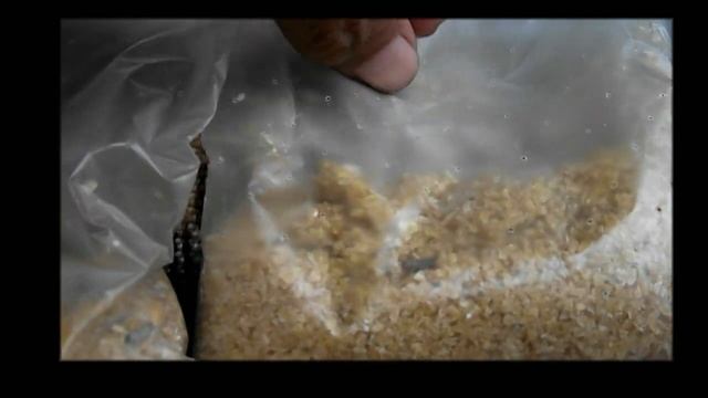 Кто сказал что моль не любит пшеную кашу.mp4 смотреть онлайн