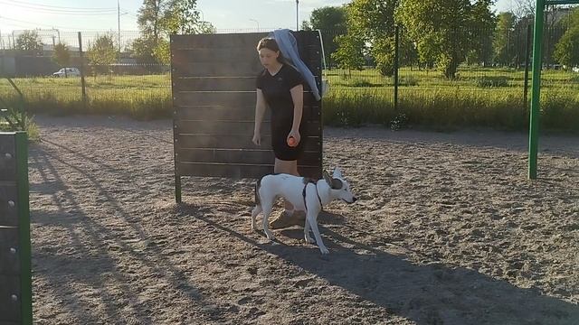 Dogs Training Зоопсихолог ? Жил Был Кинолог ? Моя Жизнь Кино ? Документальный Многосерийный Фильм
