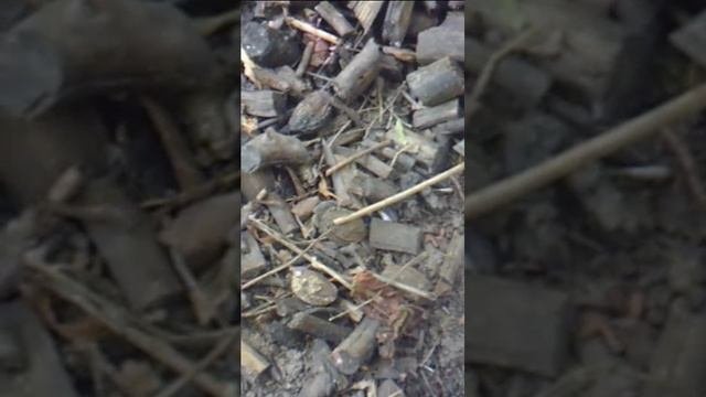 Позапрошлогодняя мульча