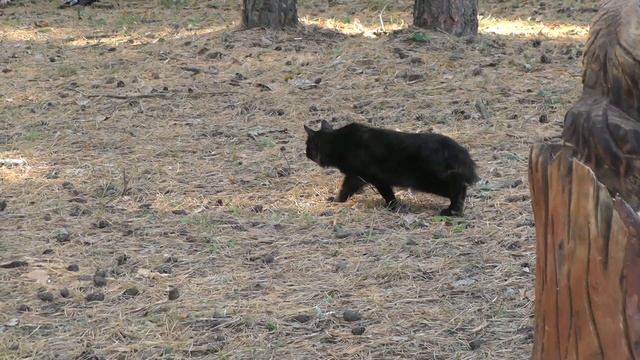 город РОССОШЬ (КАЯЛОВ БОР) смотреть онлайн
