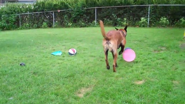 Marley 1 1/2 yr. Belgian Malinois, Siren 10 week Doberman, and Zoey 13 yr Jack Russell Terrier смотреть онлайн