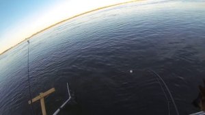 ЛОВЛЯ САЗАНА НА НИЖНЕЙ ВОЛГЕ 2016!!!