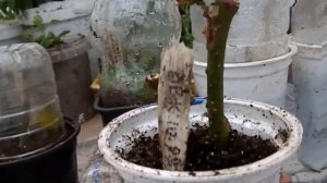 Как и где сохранить молодые черенки роз и других растений зимой