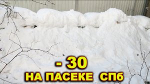 Морозы на пасеке в СПб.