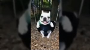 Собака качается на качеле под крутую музыку 1 час