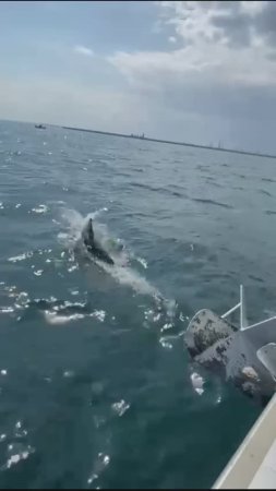 Черноморские дельфины