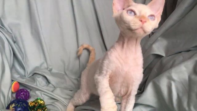 PlayBoy, The Red Point Devon Rex Kitten смотреть онлайн