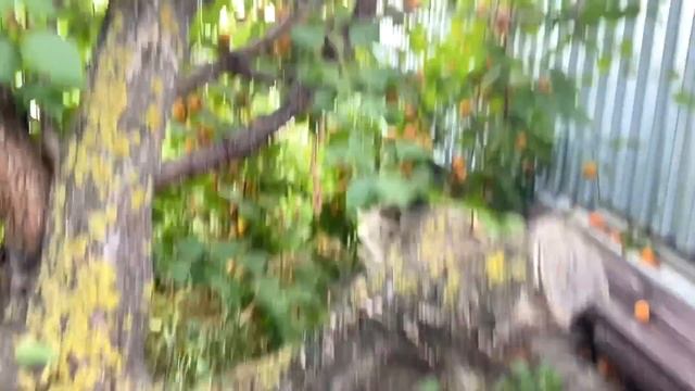 для МАМОЧКИ урожай с МИТЕЙ и МАСЕЙ собрали и оказалось БОЛЬШЕ буду варить НЕКТАР смотреть онлайн