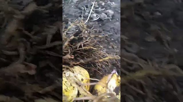 Выкопала луковицы лилий для пересадки #лилии #flowers #цветы