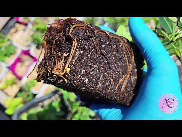 Мощные корни у саженцев в 3 этапа. Клематисы, розы и гортензии. смотреть онлайн