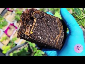 Мощные корни у саженцев в 3 этапа. Клематисы, розы и гортензии.