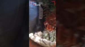 Чем отличаются самка от сомца . Рыбок петушков!