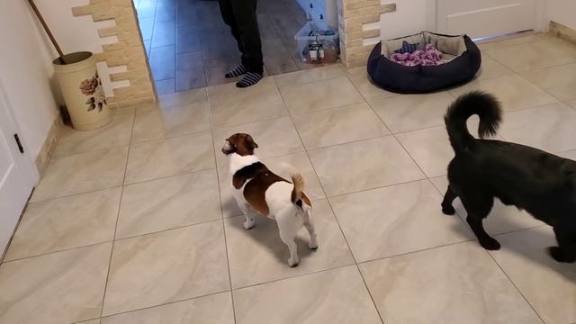 Купил большой мяч! Дома начался цирк смотреть онлайн