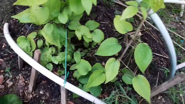 ,,ЗЕЛЁНЫЕ ПУЗАТЫЕ " , подскажите чем обработать ? смотреть онлайн