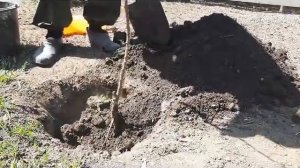 Посадка абрикоса сорт краснощекий.planting apricot sortstrategy