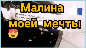 Пополнение моей малинной коллекции