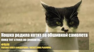 Кошка родила котят за обшивкой самолета, пока тот стоял на ремонте