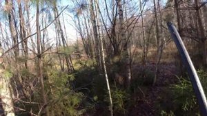 Охота с Бретоном 30.10.2021 Вальдшнеп 2