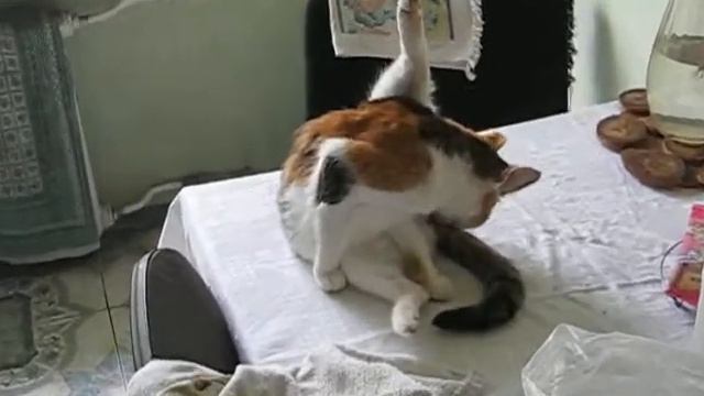 Кошка Кузя на столе наводит красоту 37 -:) смотреть онлайн