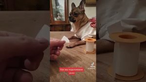 sardinia chihuahua dog rekiii #как#клеить#ушки#чихуахуа #реки