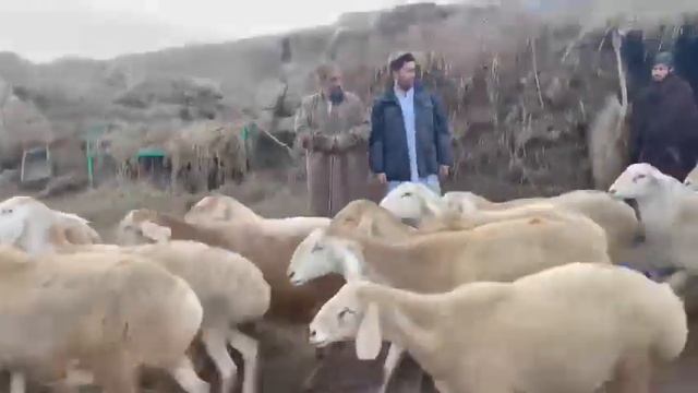 Съемка ￼с Афганистана овцы ? смотреть онлайн