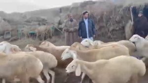 Съемка ￼с Афганистана овцы ?
