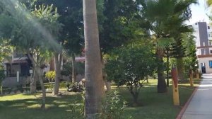 На море с собакой / Saphir Hotel / Turkey / Отель Сапфир / Чихуахуа Малина на море / Собака в Турци