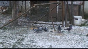 Как сделать ловушку для птиц или ловушка для птиц своими руками